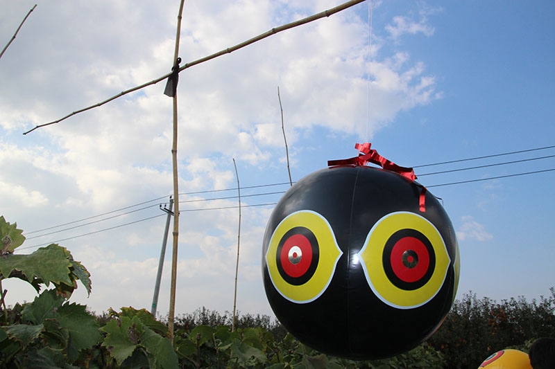 澄迈县大眼驱鸟气球,驱鸟气球,厂家直销